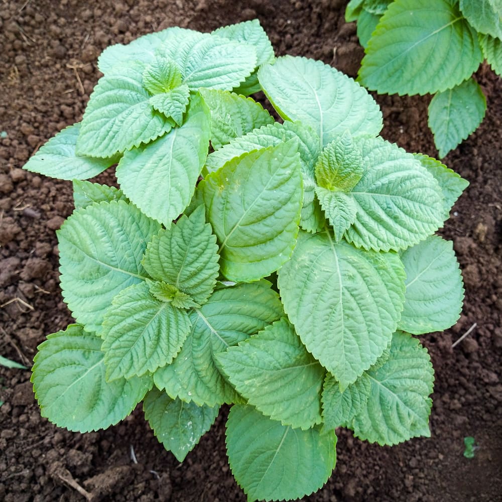 Perilla Seeds for Vegetable Garden Planting