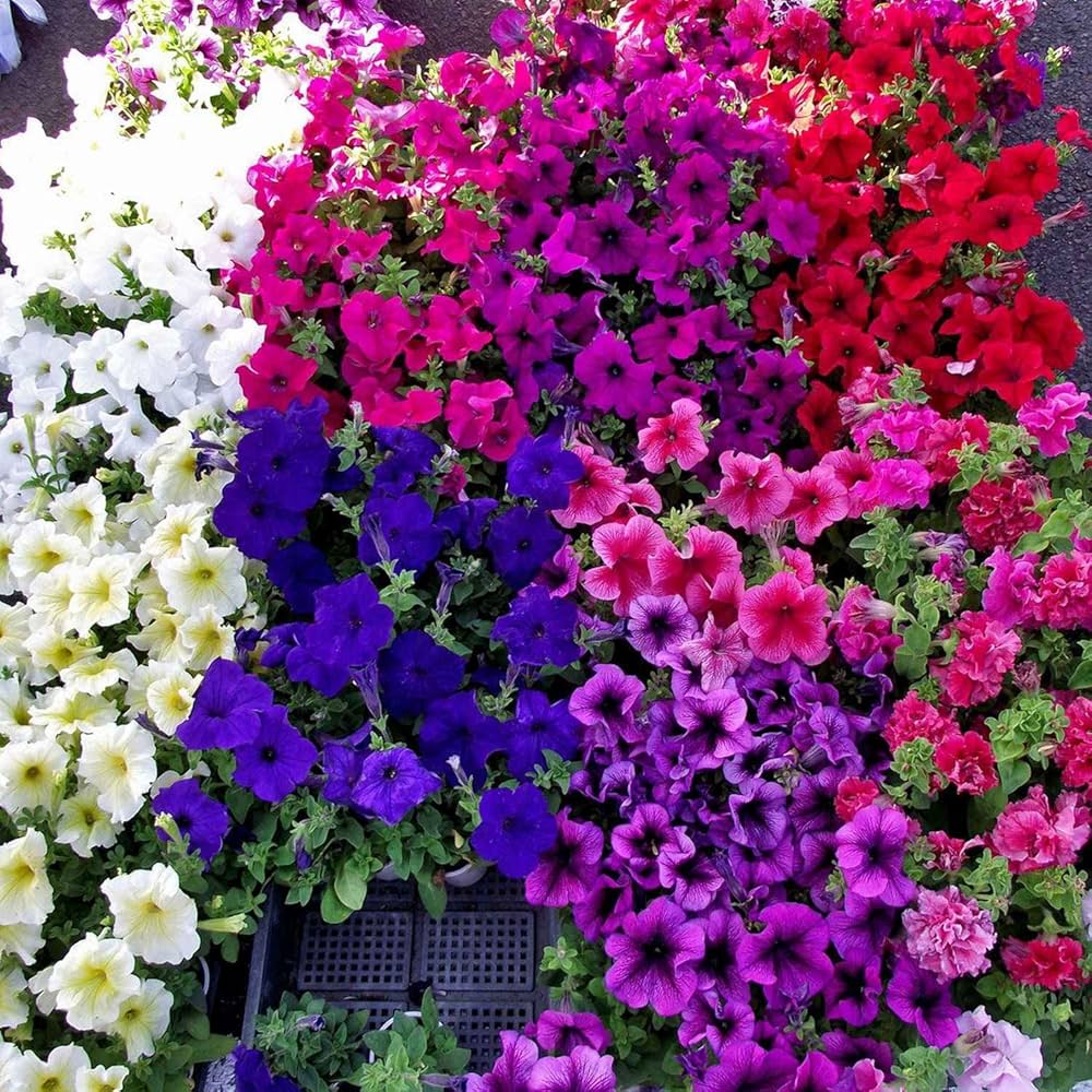 Mixed Mirage Petunia flowering seeds for gardens