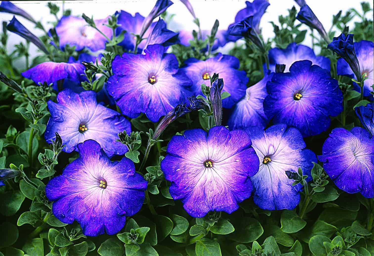 Blue Petunia Flower Seeds Perfect for Planting
