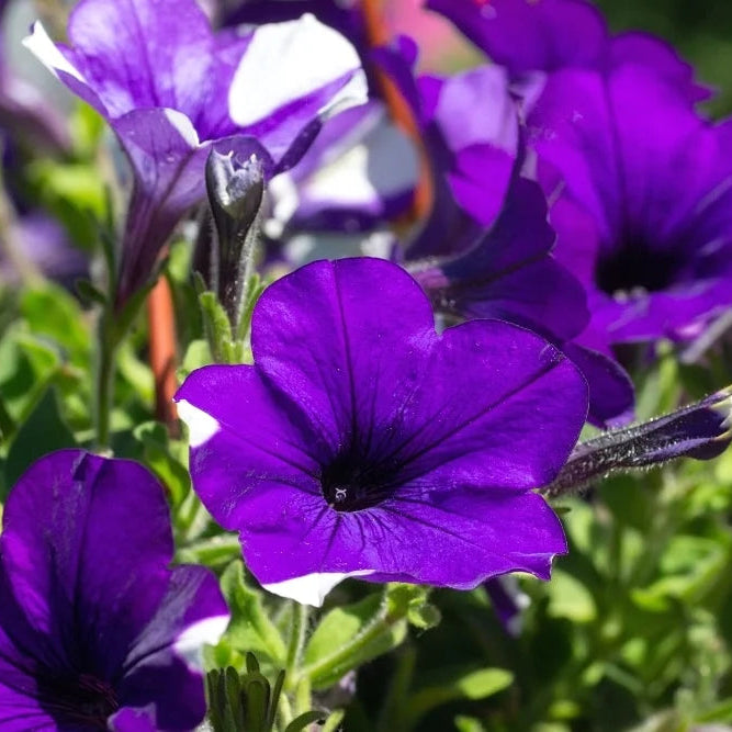 Purple Trailing Petunia Flower seeds for Planting - Seasonal Bloomer, Heirloom & GMO Free Seeds for Home Garden