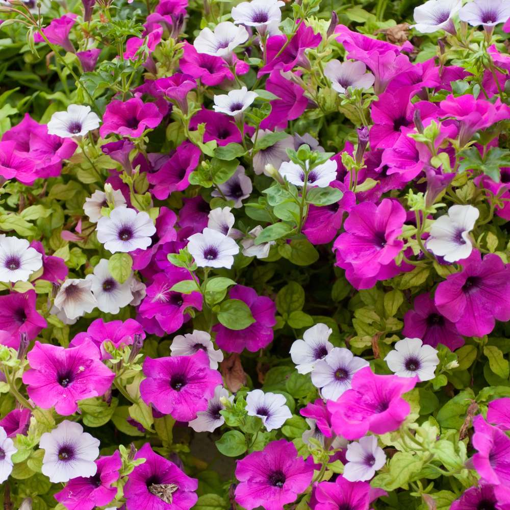 Violet Hanging Petunia Seeds for Vibrant Garden Planting