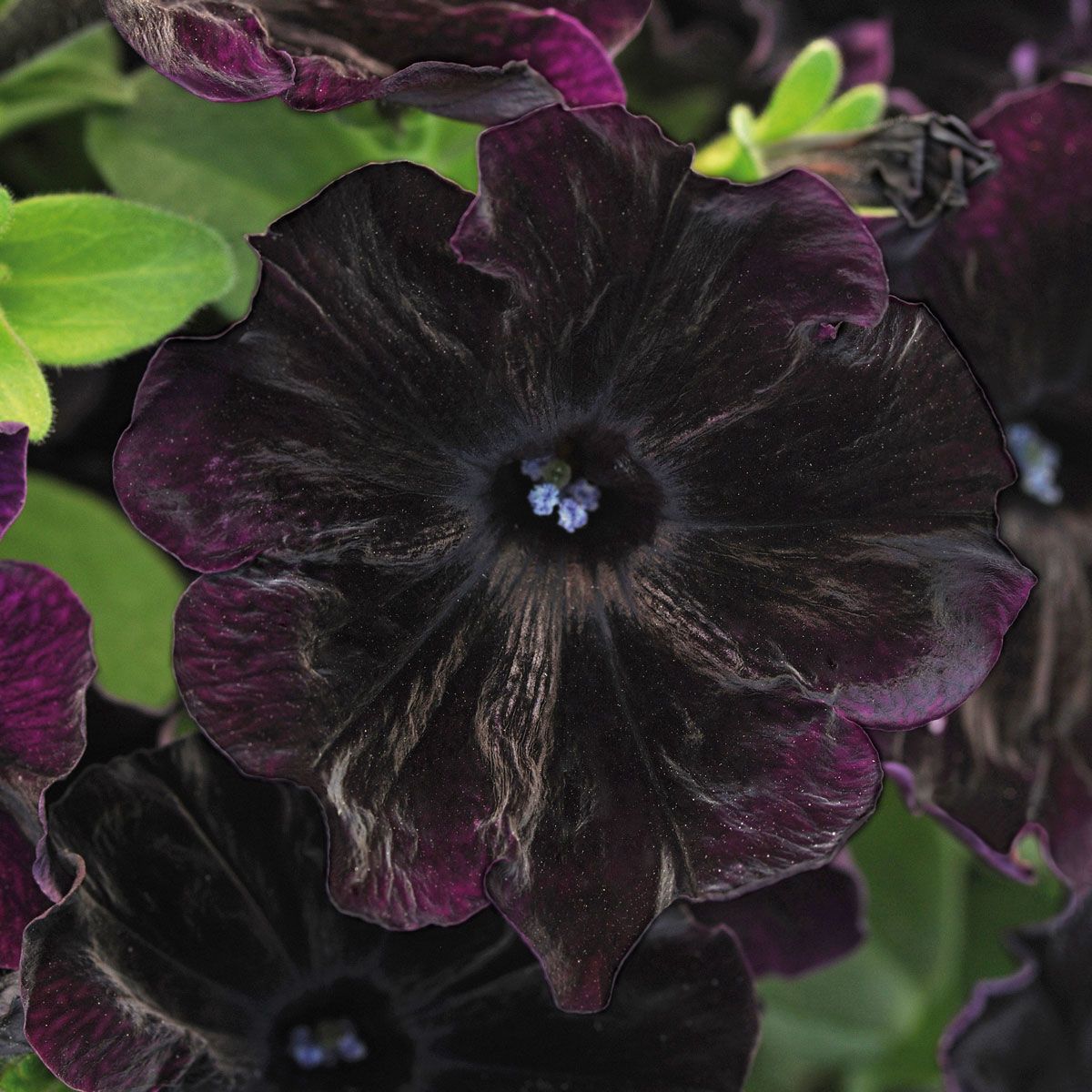 Black Velvet Flower seeds for Planting - Vibrant Colors, Heirloom & GMO Free Seeds for Home Garden