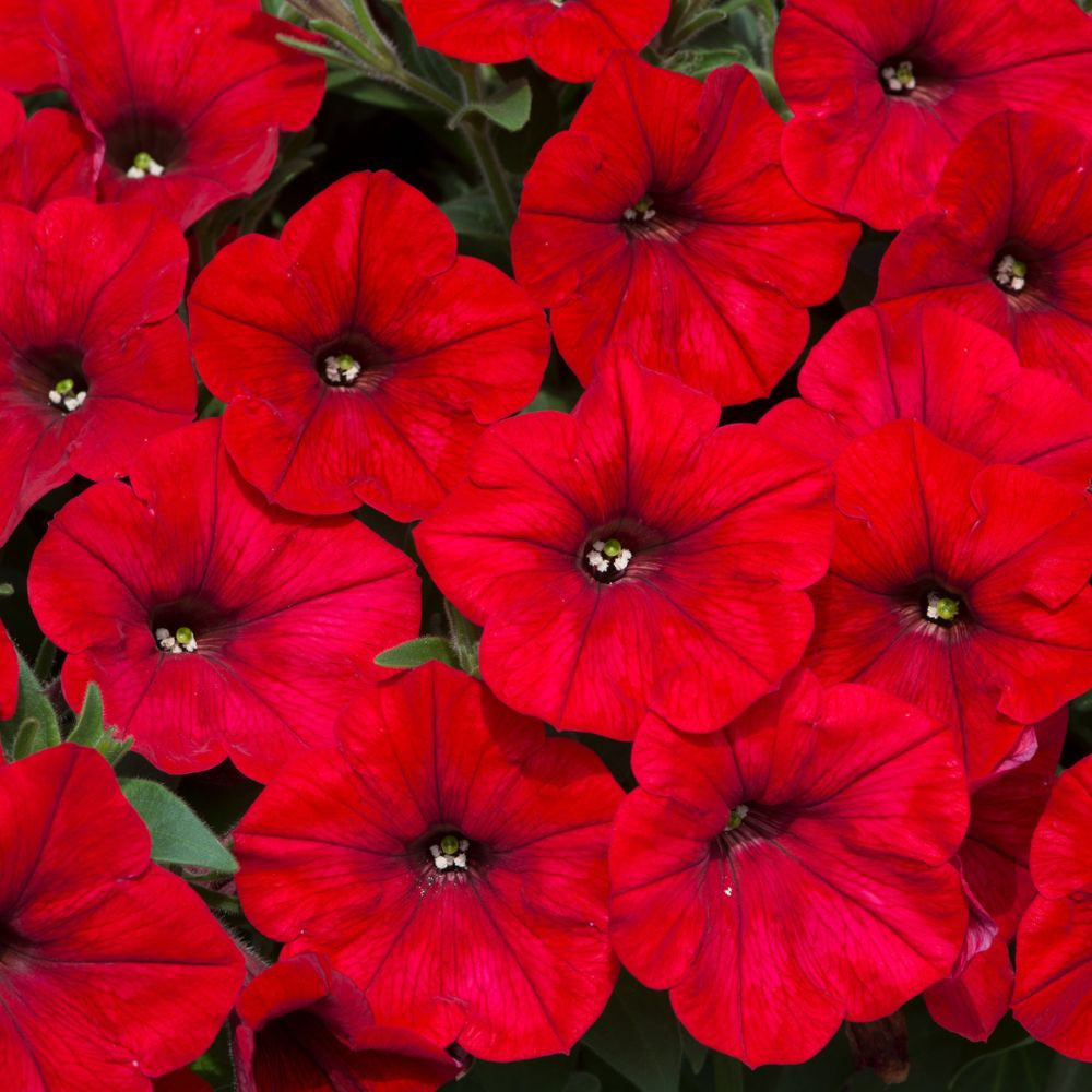 Petunia Red Easy Wave Flower Seeds for Planting - Vibrant Annual Blooms Heirloom Non-GMO Seeds
