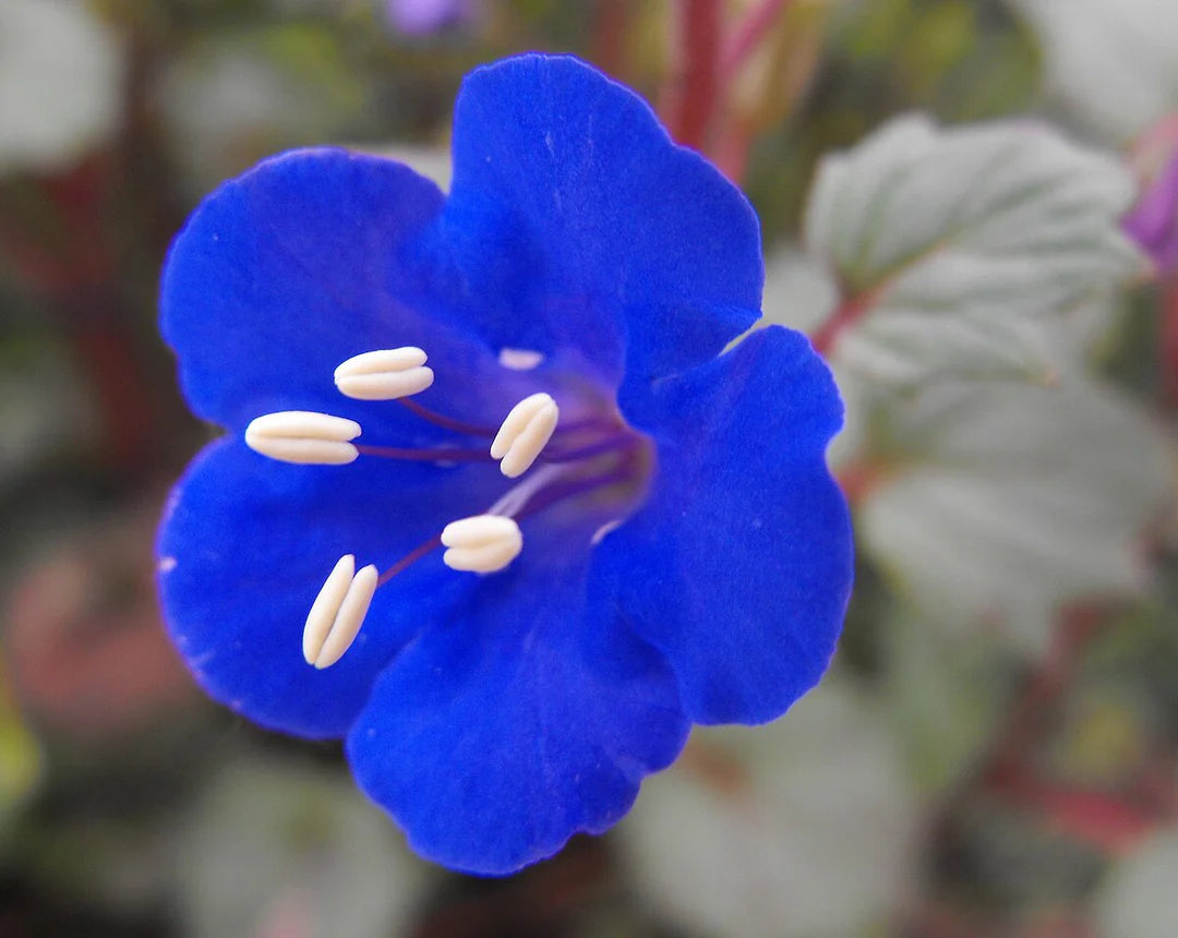 Heirloom Campanularia Flower seeds blooming in flower beds, containers, borders, and pollinator-friendly gardens