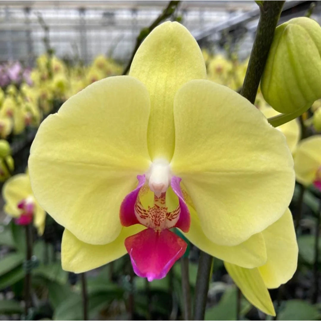 Yellow Phalaenopsis Flower seeds for Planting - Garden Favorite, Heirloom & GMO Free Seeds for Home Garden