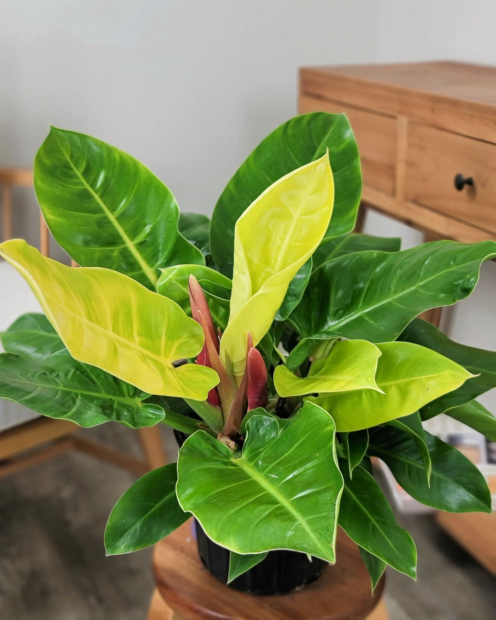Green Philodendron Erubescens Flower seeds for Planting - Perfect for Borders, Heirloom & GMO Free Seeds for Home Garden
