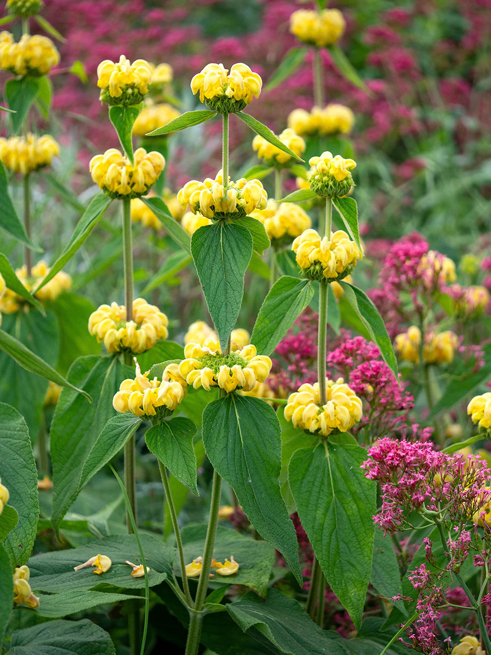 Jerusalem Sage Yellow Flower Seeds for Planting Vibrant and Aromatic Blooms - Evergrowseeds