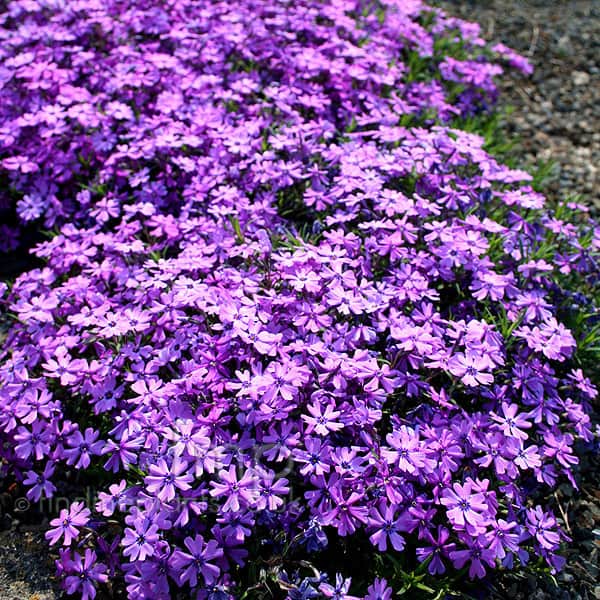 Lavender Linanthus Flower seeds for Planting - Vibrant Colors, Heirloom & GMO Free Seeds for Home Garden