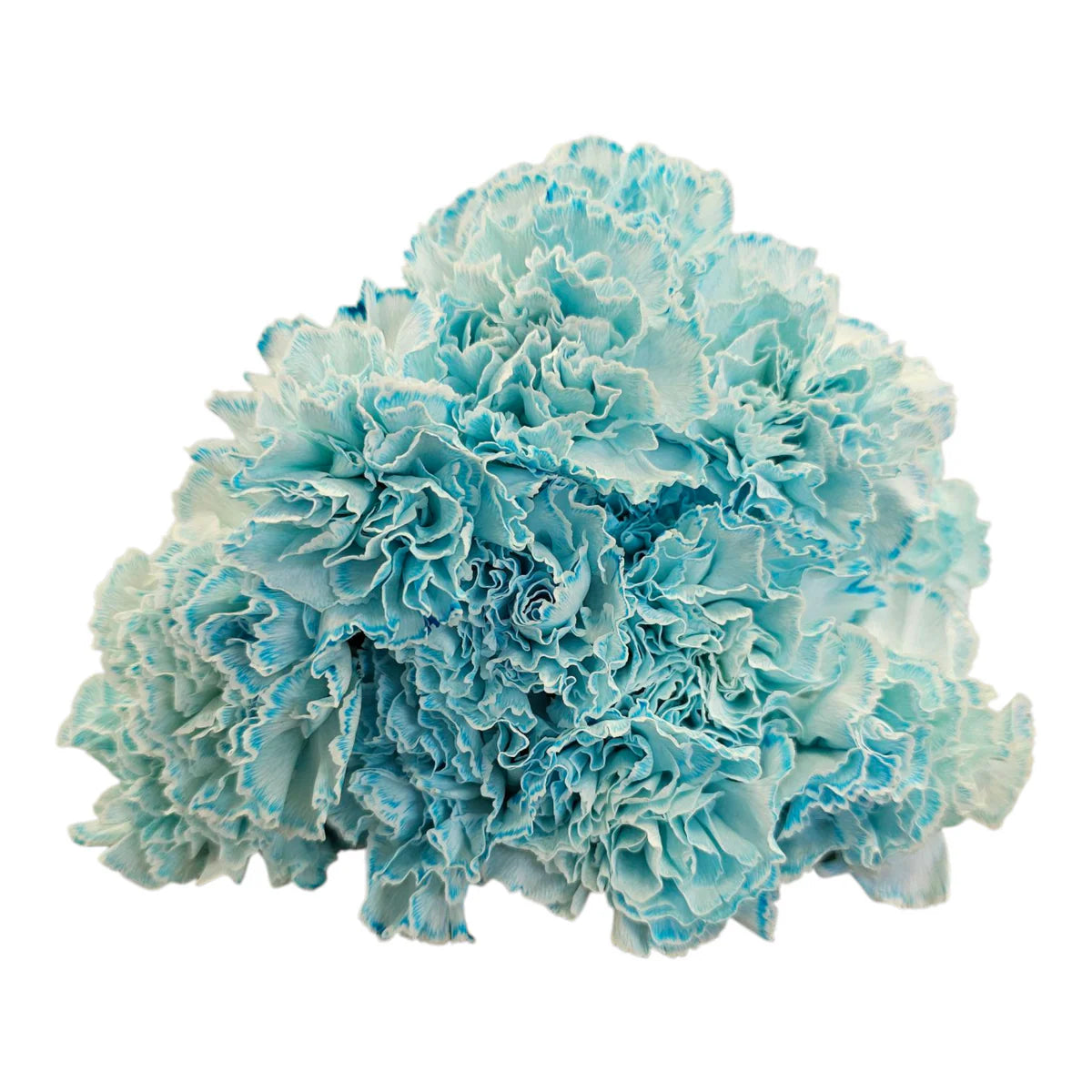 Sky Blue Carnation Flower seeds for Planting - Compact Growth, Heirloom & GMO Free Seeds for Home Garden