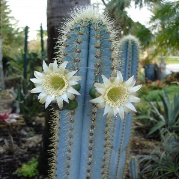 Heirloom Pilosocereus Flower seeds blooming in flower beds, containers, borders, and pollinator-friendly gardens