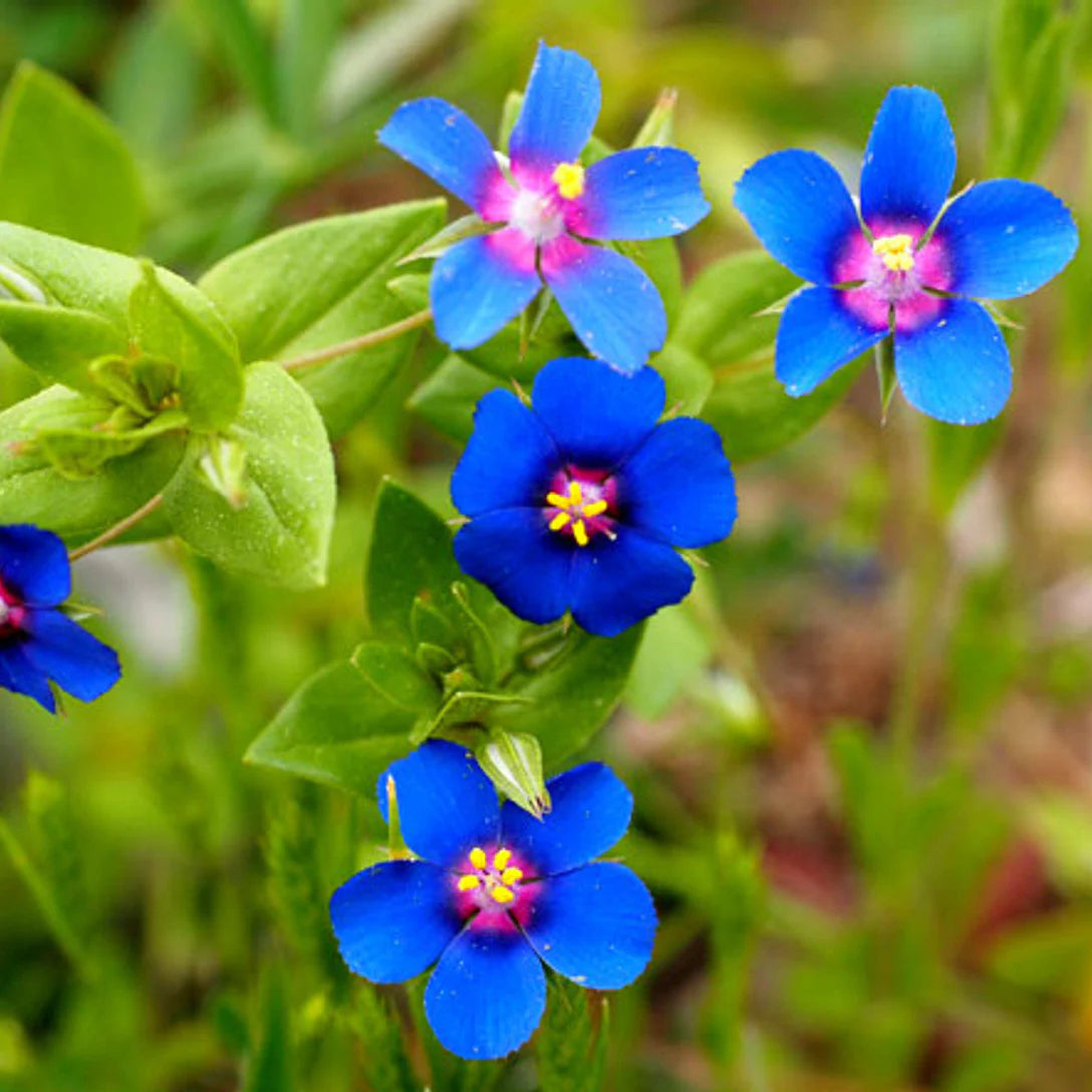 Blue Pimpernel Flower Seeds for Planting Easy to Grow Annual Blooms
