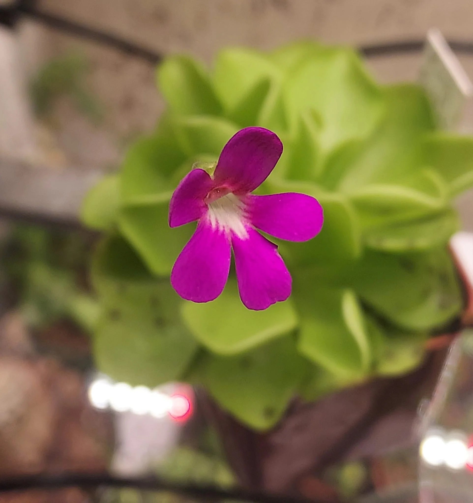 Butterwort Seeds for Planting: Grow Your Own Flower Plants
