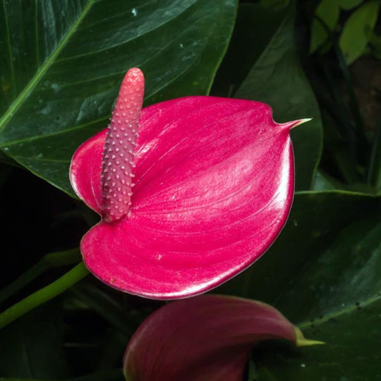 Dark Pink Anthurium Flower Seeds for Planting Seasonal Bloomer Heirloom & GMO Free Seeds for Home Garden
Sale