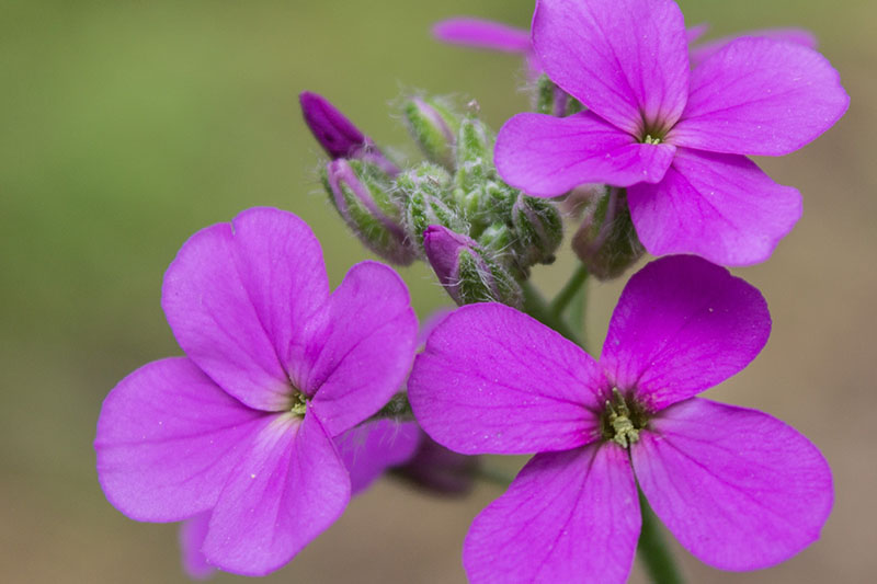 Hesperis Flower seeds for Planting Colorful Display Heirloom & GMO Free Seeds for Home Garden
Sale for planting in home garden
