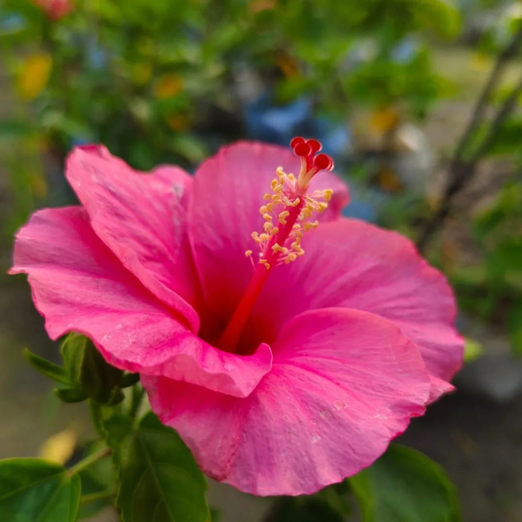 Thick Pink Hibiscus Flower seeds for Planting - Cottage Garden Essential, Heirloom & GMO Free Seeds for Home Garden