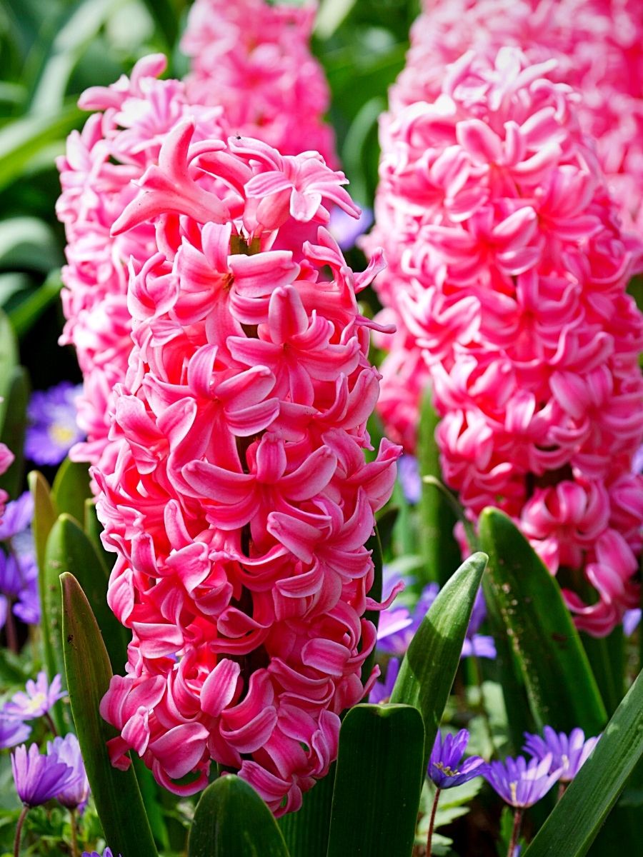 Light Pink Hyacinth Flower seeds for Planting - Easy to Grow, Heirloom & GMO Free Seeds for Home Garden
