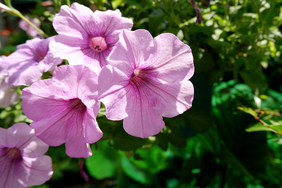 Petunia EZ Rider Frilly Ruffle Mix Seeds for Planting Frilly Petunia Blooms