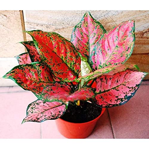 Pink Aglaonema Flower seeds for Planting - Seasonal Bloomer, Heirloom & GMO Free Seeds for Home Garden