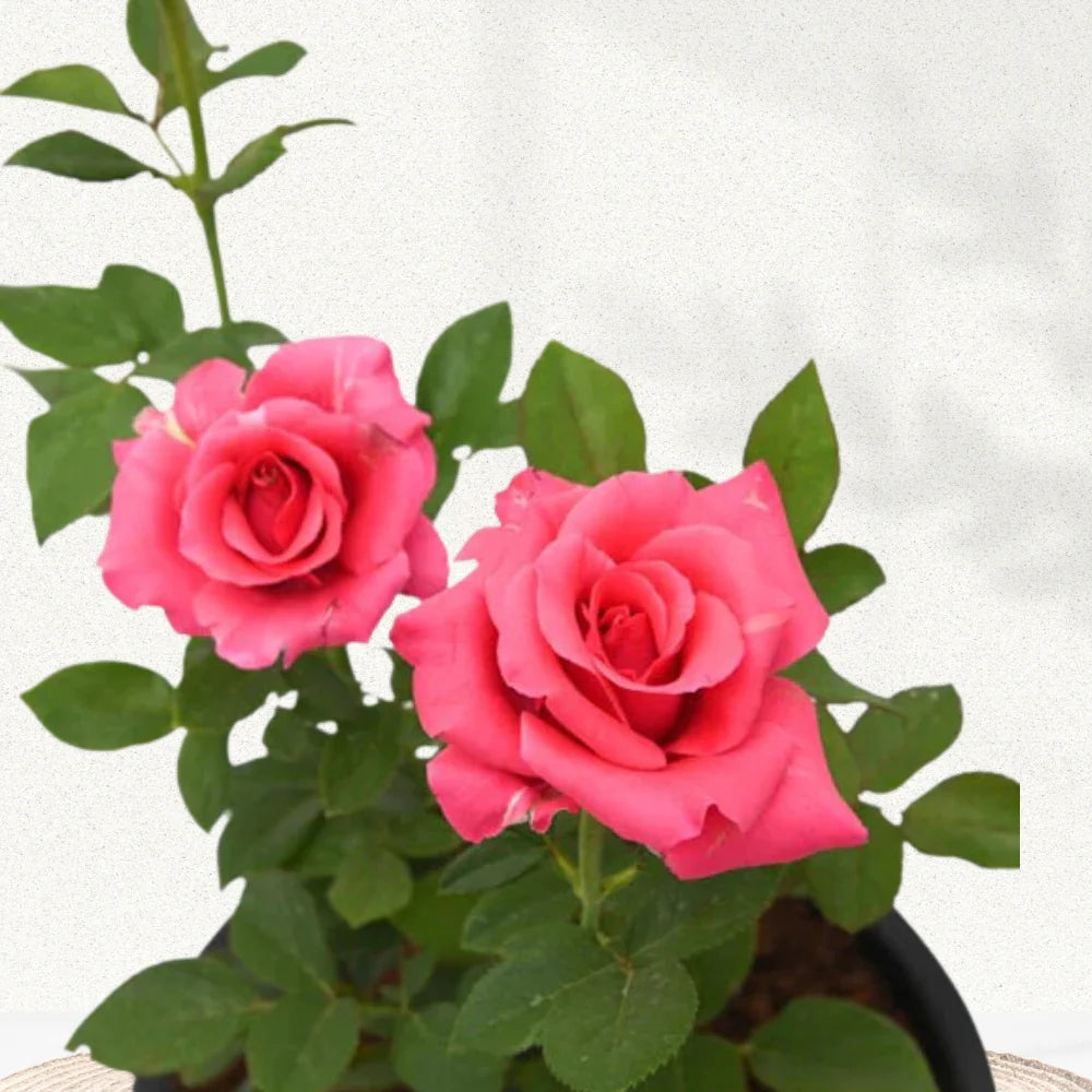 Pink Rose Tree Flower Seeds growing as an ornamental landscape tree with attractive seasonal foliage and blooms