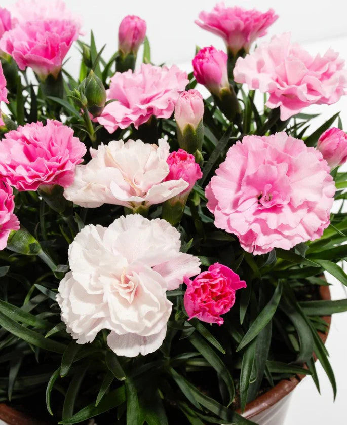 Pink Caryophyllus Flower seeds for Planting - Shade Tolerant, Heirloom & GMO Free Seeds for Home Garden
