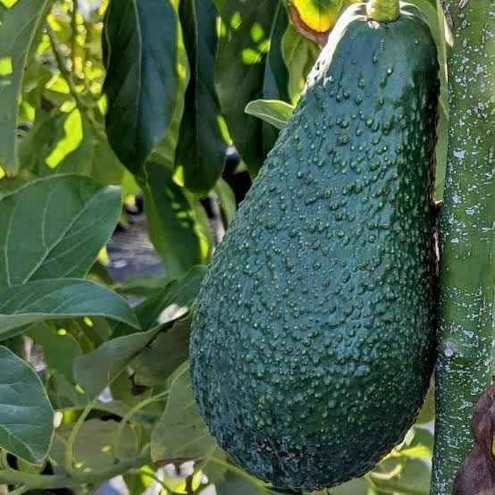 Creamy Avocado Fruit Seeds for Planting - Evergrowseeds