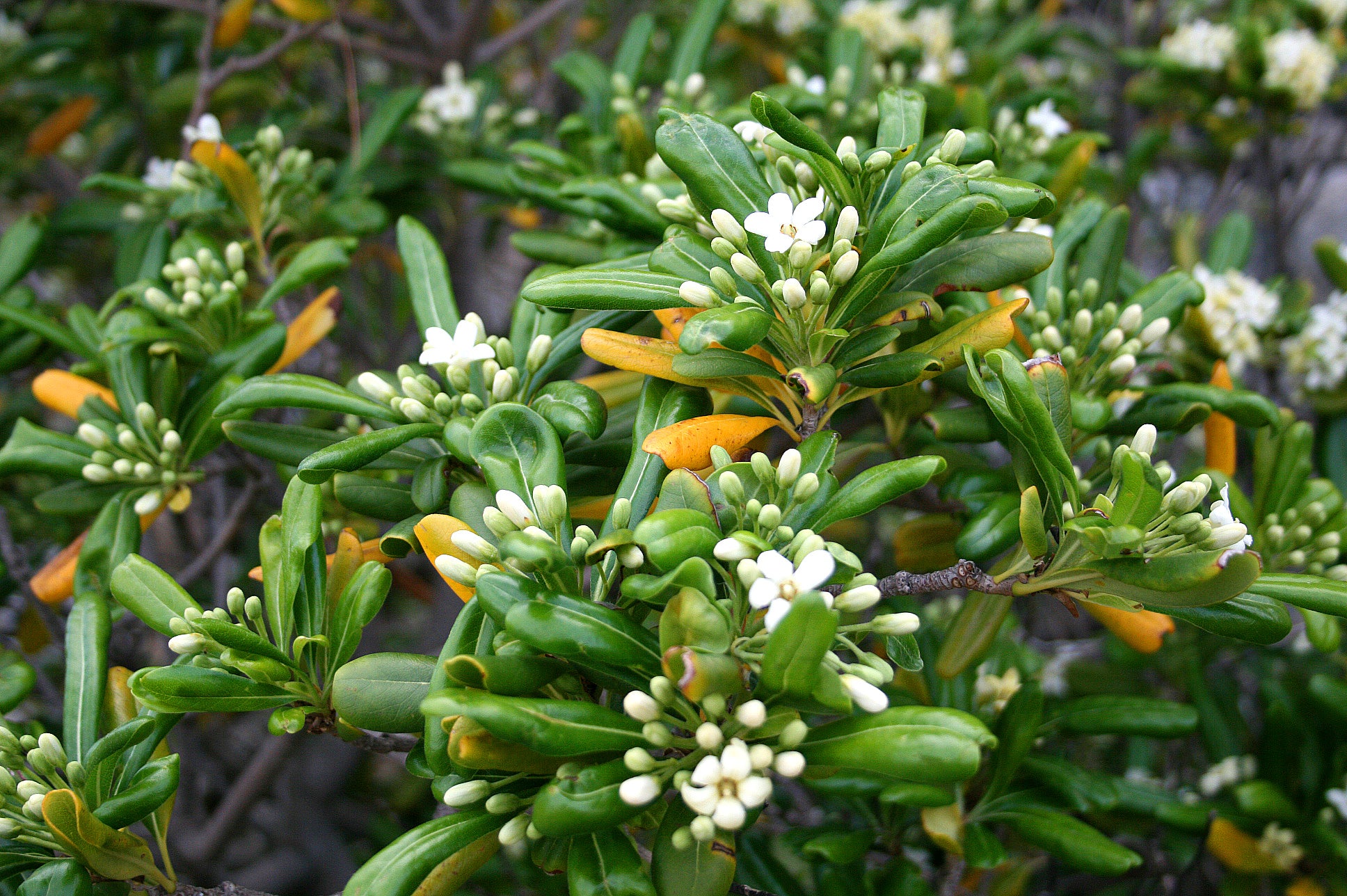 Pittosporum Tobira Flower seeds for Planting - Cut Flower Favorite, Heirloom & GMO Free Seeds for Home Garden