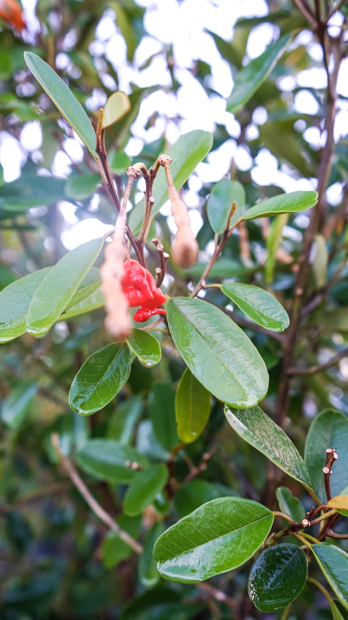 Orange Cynophallophora Seeds - Planting Fruit Seeds