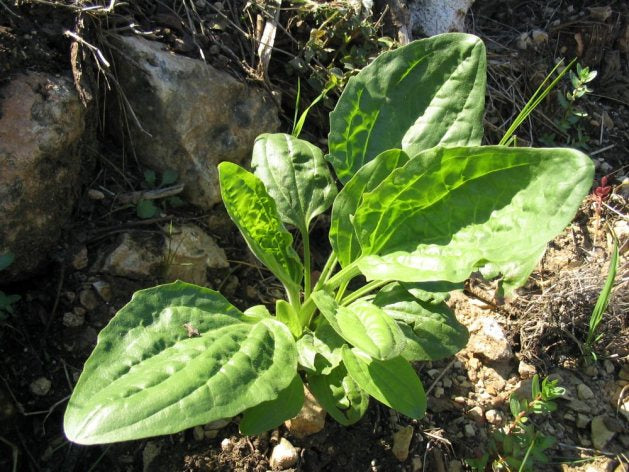 Plantago Major Seeds for Easy Planting - Green Variety