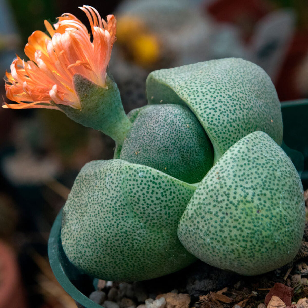 Pleiospilos Nelii Flower seeds for Planting - Cottage Garden Essential, Heirloom & GMO Free Seeds for Home Garden