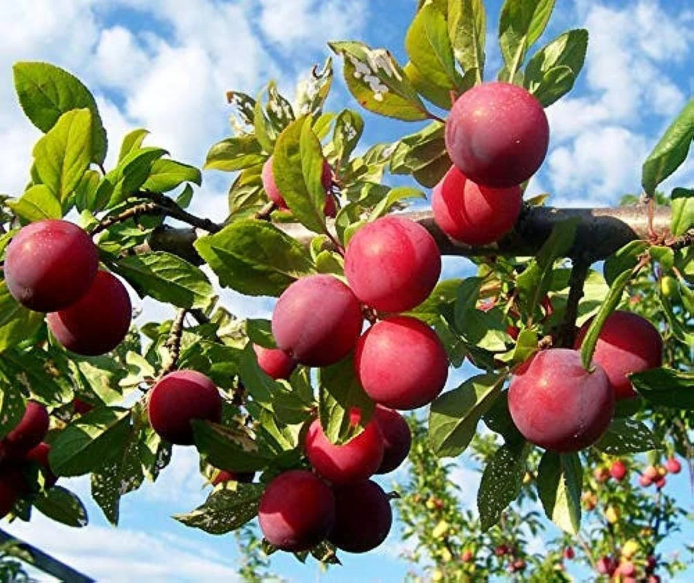 Red Aadoo Fruit Seeds for Planting | Grow Delicious Homegrown Fruits Fruit Seeds for Home Gardens, Containers & Outdoor Growing
