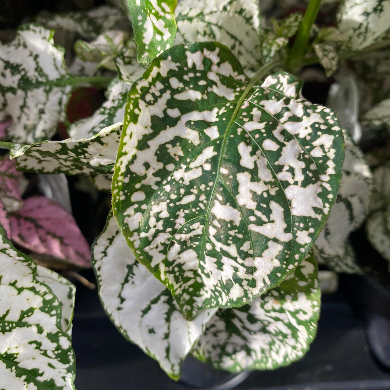 White Green Hypoestes Polka Flower seeds for Planting - Wildflower Mix, Heirloom & GMO Free Seeds for Home Garden