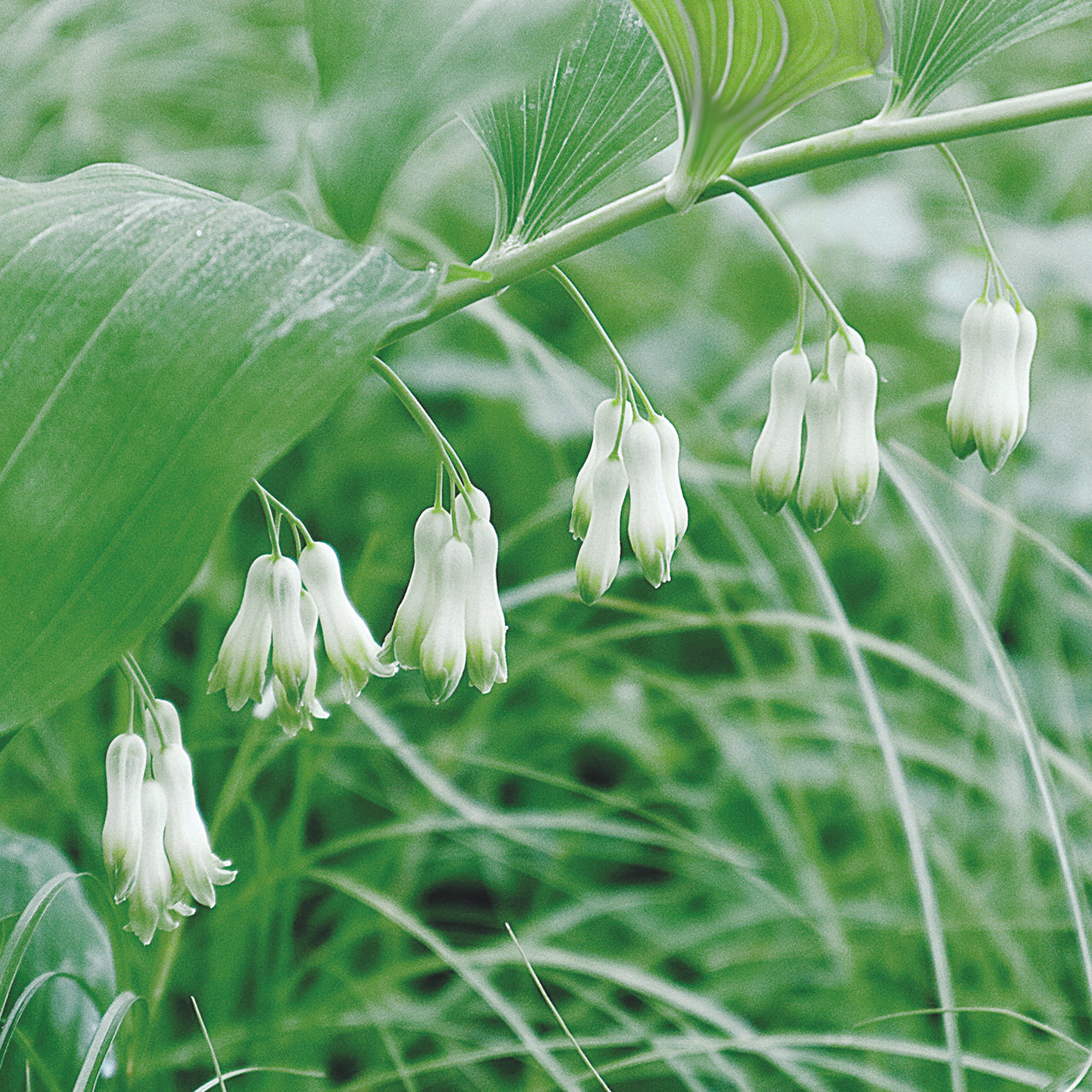 White Polygonatum Flower seeds for Planting - Perfect for Borders, Heirloom & GMO Free Seeds for Home Garden