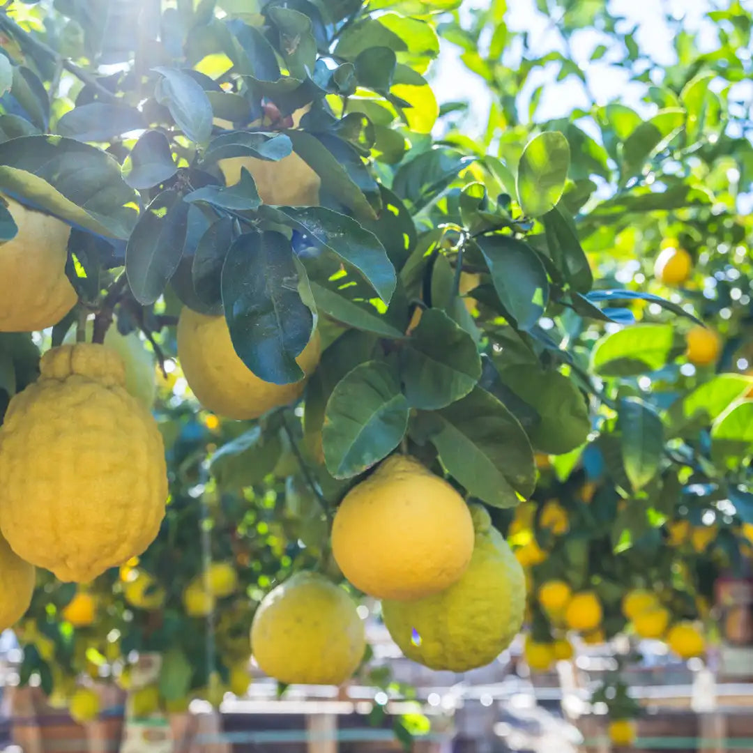 Ponderosa Lemon Tree Seeds for Planting - Grow Your Own Lemons