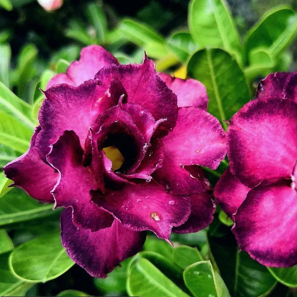 Violet (Violet Pink) seeds for planting in home garden