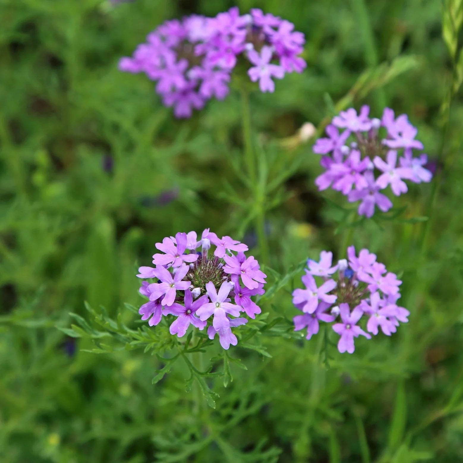 Purple Verbena Flower seeds for Planting Wildflower Mix Heirloom & GMO Free Seeds for Home Garden