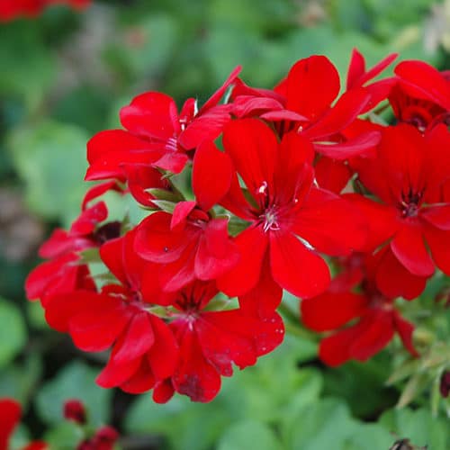 Deep Red Geranium Flower seeds for Planting - Bright Blooms, Heirloom & GMO Free Seeds for Home Garden