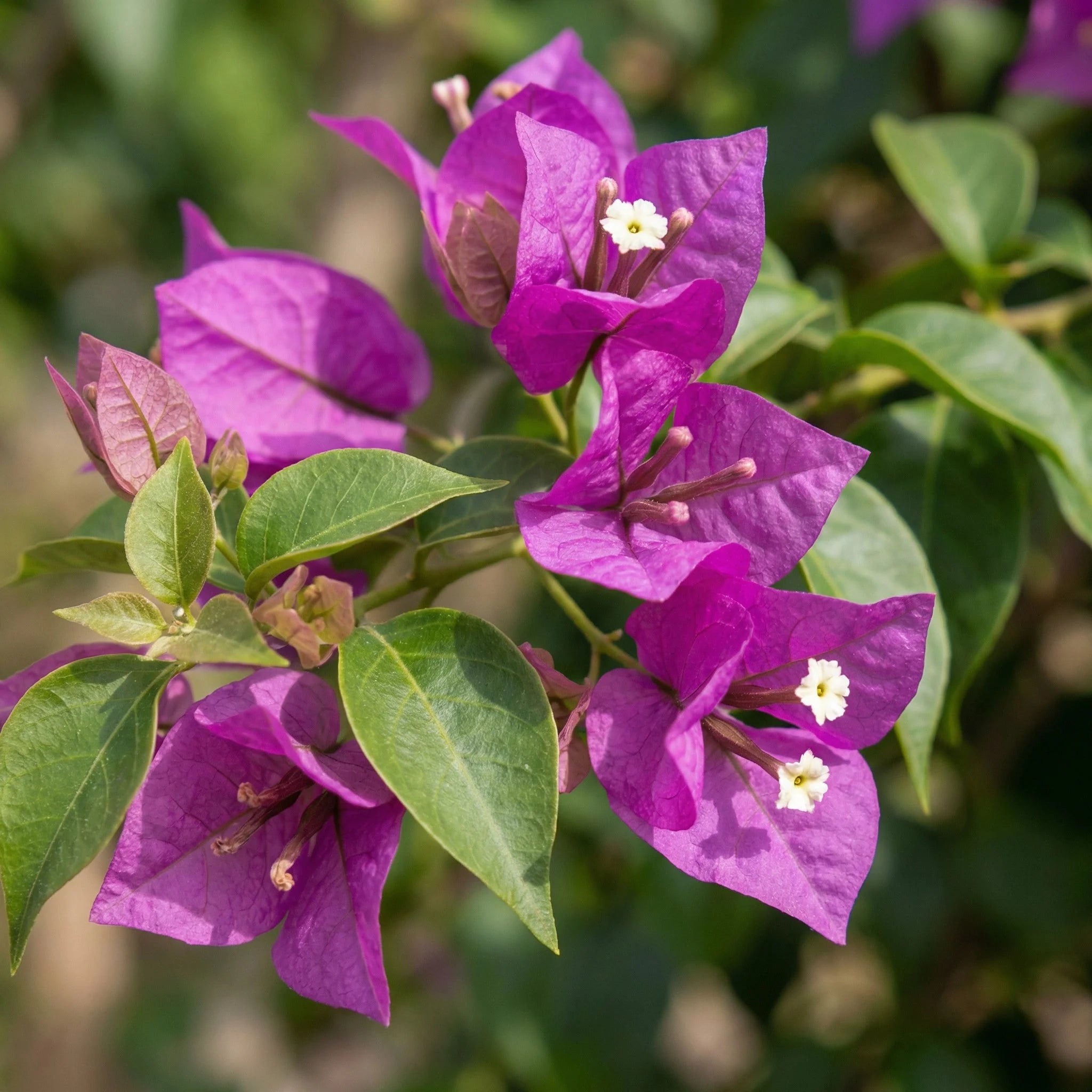 Bougainvillea Flower seeds for Planting - Colorful Display, Heirloom & GMO Free Seeds for Home Garden