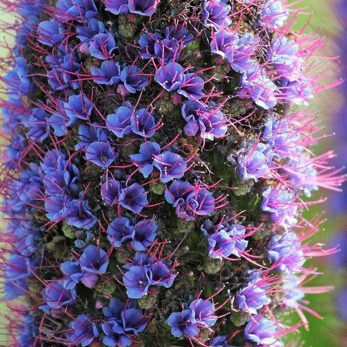 Madeira Flower seeds for Planting - Seasonal Bloomer, Heirloom & GMO Free Seeds for Home Garden