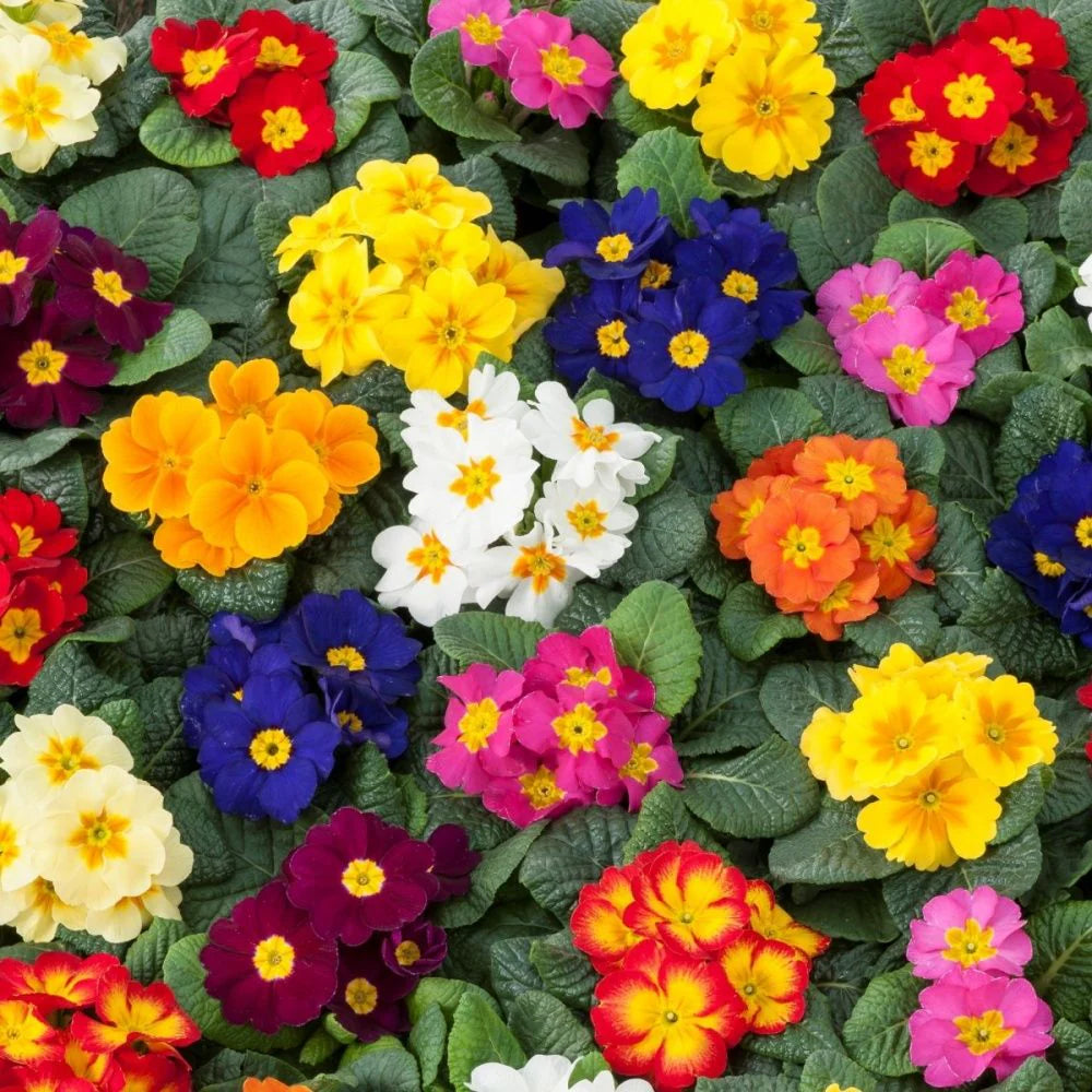 Heirloom Polyanthus Flower seeds blooming in flower beds, containers, borders, and pollinator-friendly gardens