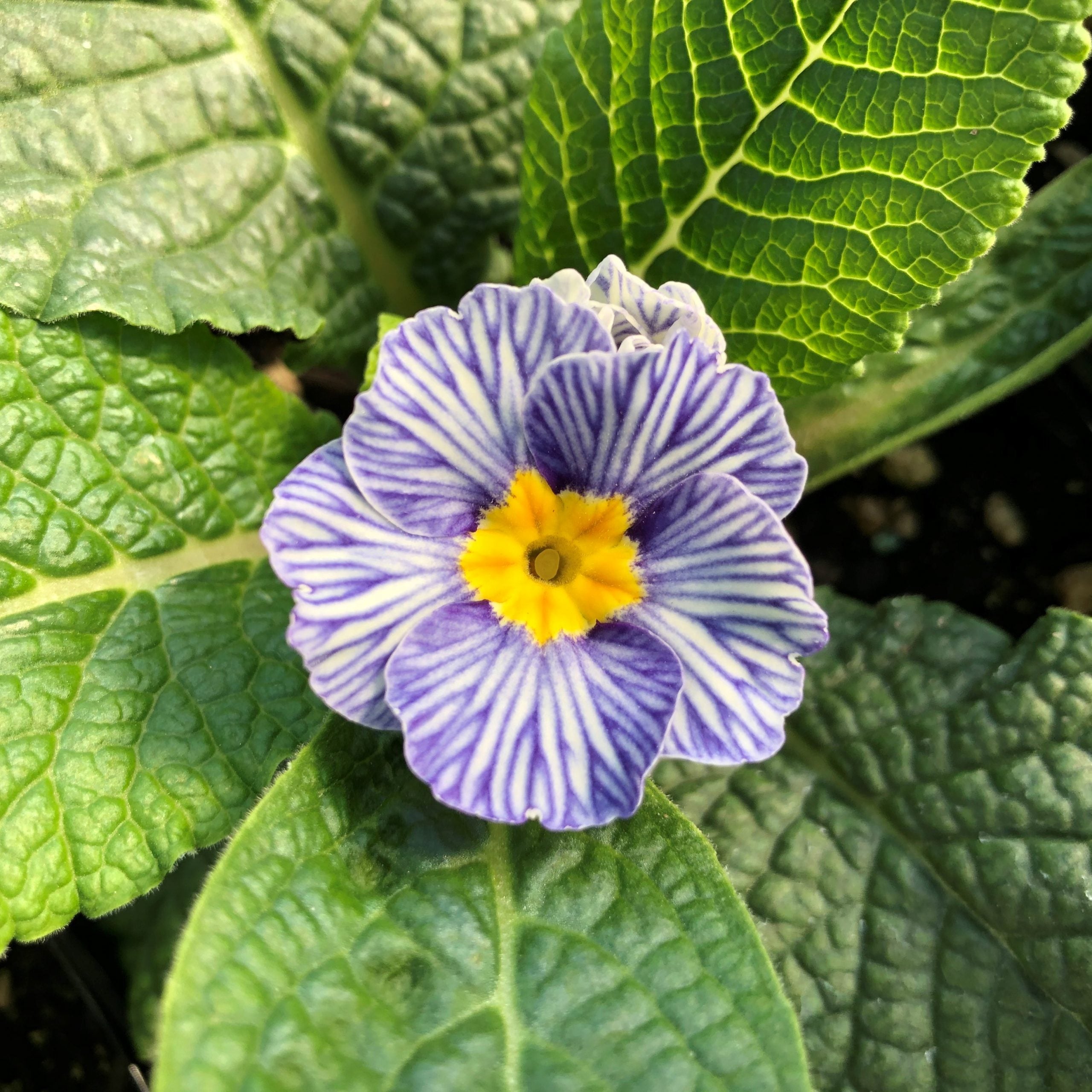 Blue Zebra Primula Flower seeds for Planting - Compact Growth, Heirloom & GMO Free Seeds for Home Garden