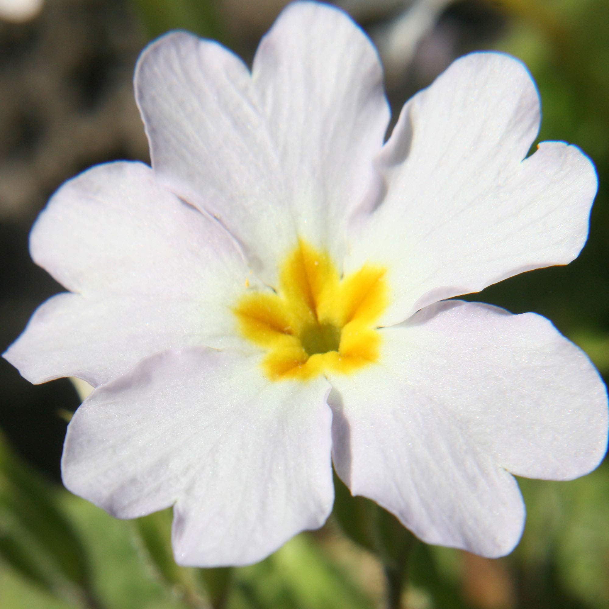 Primula Primrose Seeds for Planting