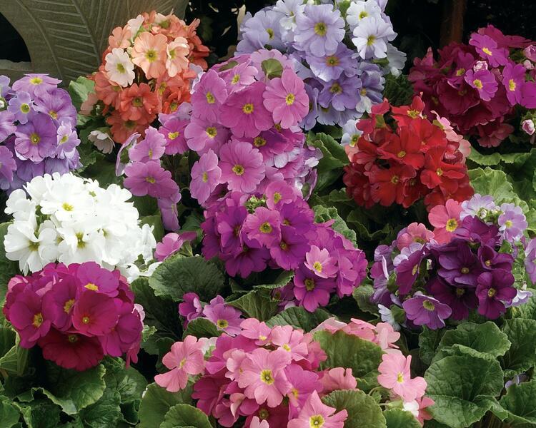 Mixed Primrose OR Primula Obconica Flower Seeds Violet Flower seeds for Planting - Long Bloom Season, Heirloom & GMO Fre