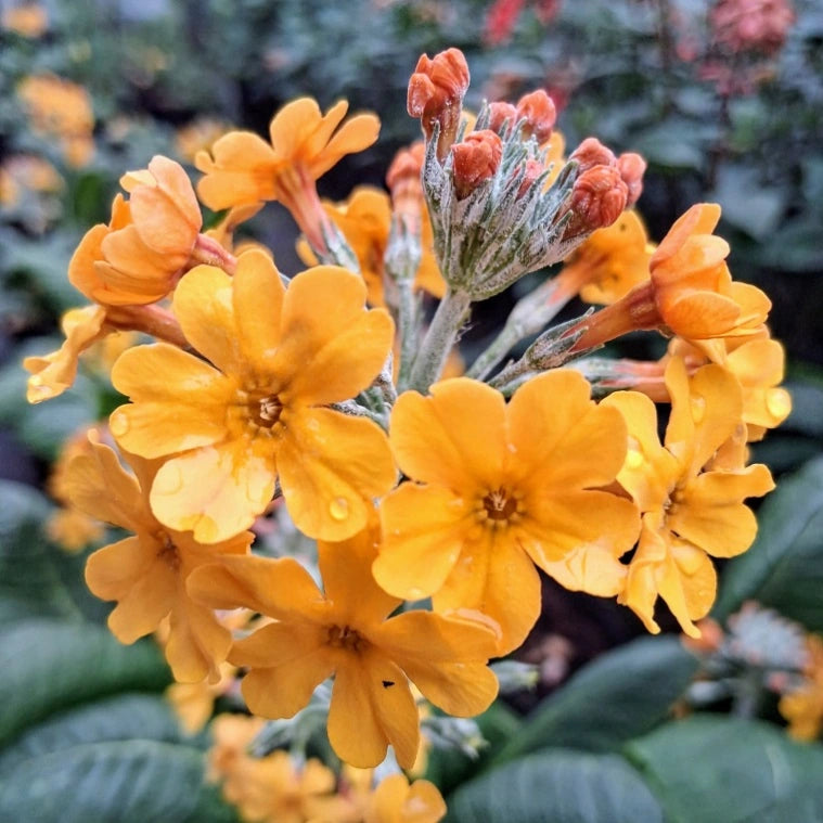 Primula Orange Flower seeds for Planting - Cottage Garden Essential, Heirloom & GMO Free Seeds for Home Garden