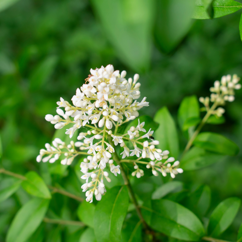 White Privet Flower seeds for Planting - Colorful Display, Heirloom & GMO Free Seeds for Home Garden
Sale for planting in home garden.