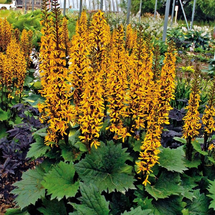 Ligularia Flower Planting Seeds for Vibrant Garden Blooms - Evergrowseeds