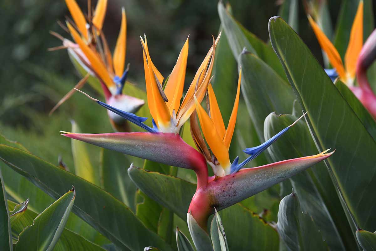 Yellow Strelitzia Flower seeds for Planting - Sun Loving, Heirloom & GMO Free Seeds for Home Garden