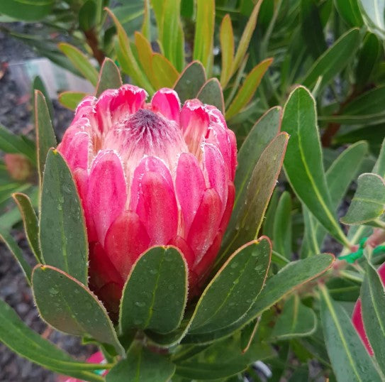 Pink Neriifolia Flower Seeds for Planting Hardy Variety Heirloom & GMO Free Seeds for Home Garden
Sale