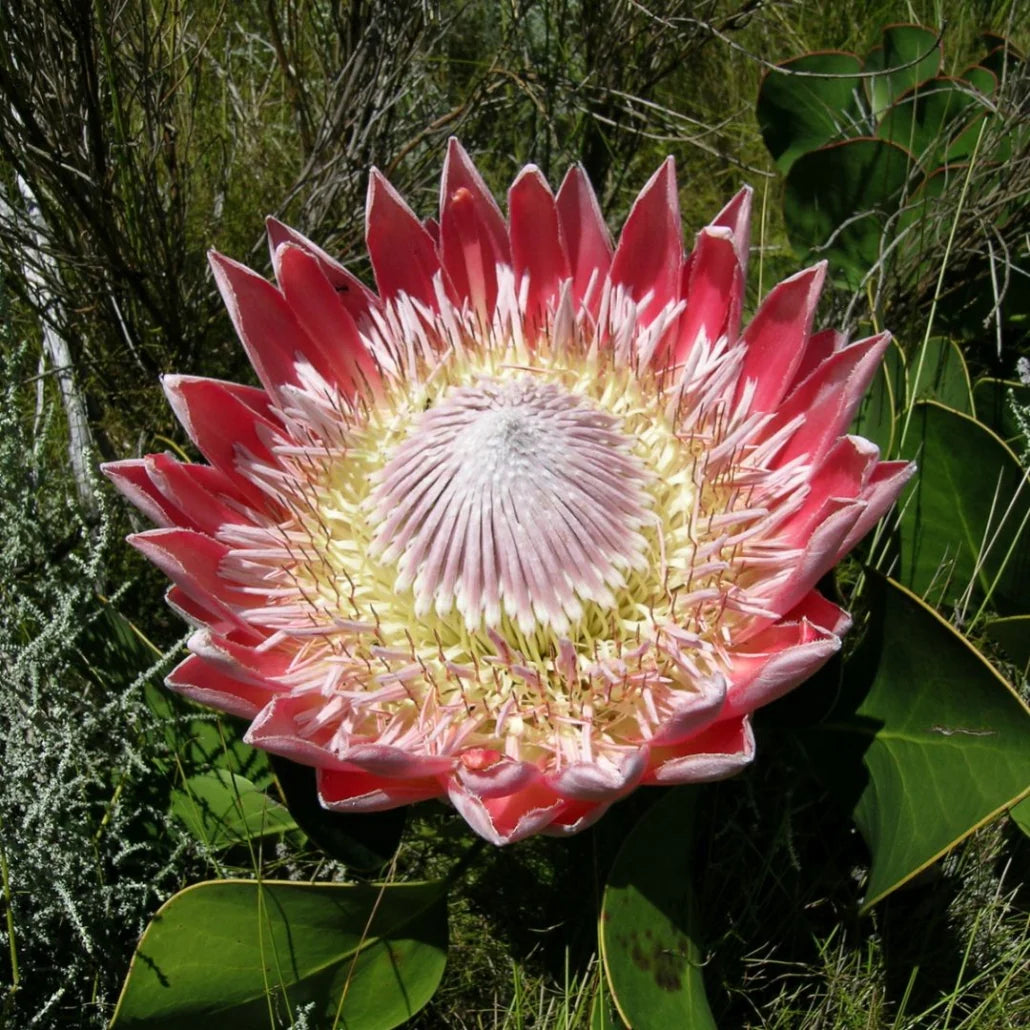 Protea Cynaroides Seeds for Planting - Ideal for Flower Bed & Urban Garden