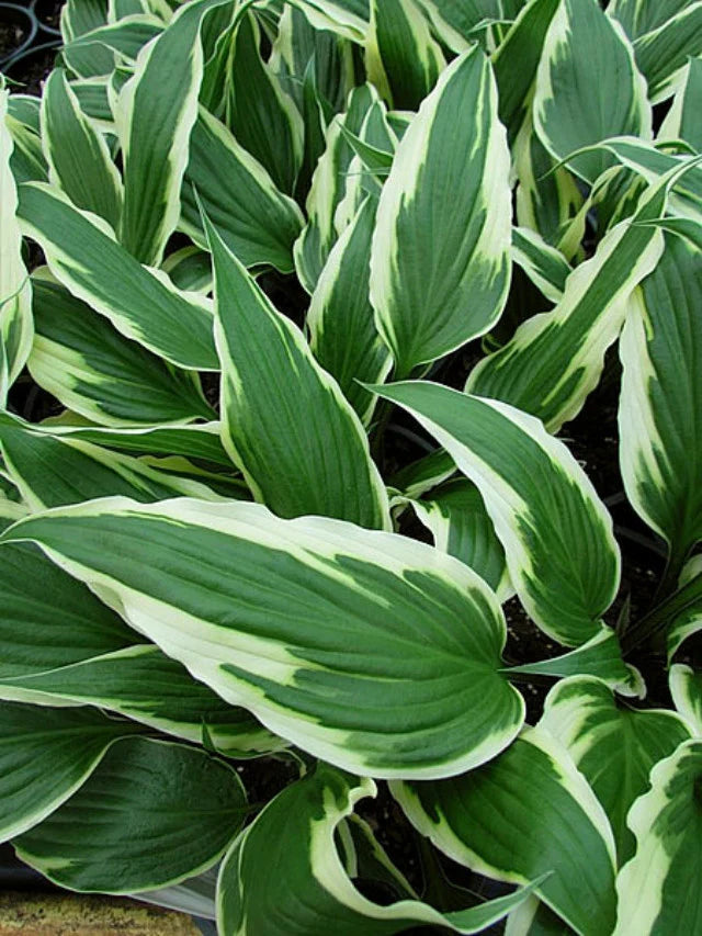 Sea Green Hosta Flower seeds for Planting - Compact Growth, Heirloom & GMO Free Seeds for Home Garden