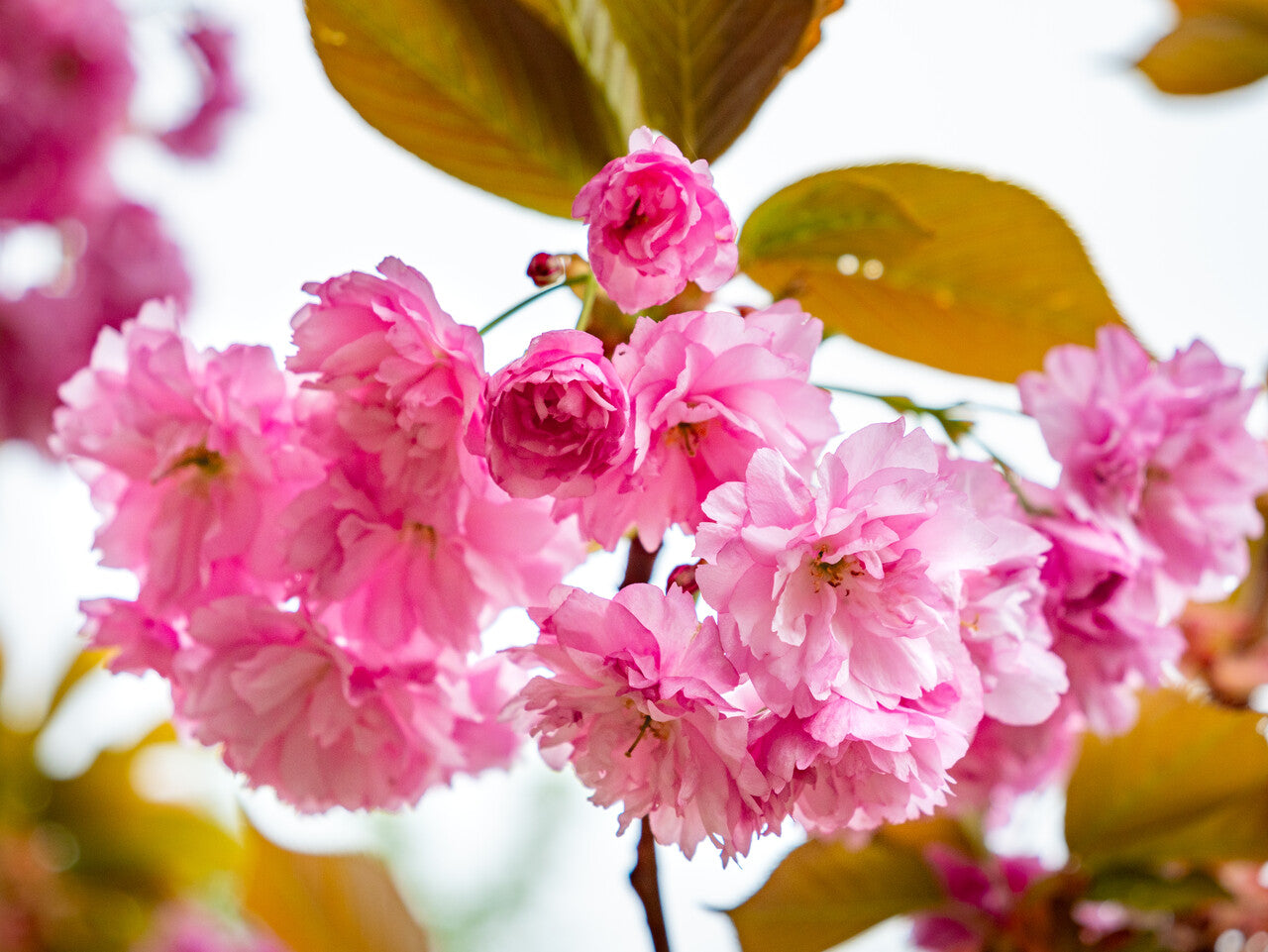 Pink Fraseri Serrulata Flower seeds for Planting - Perfect for Borders, Heirloom & GMO Free Seeds for Home Garden